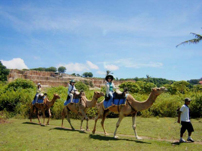Bali Camel Safari Tour