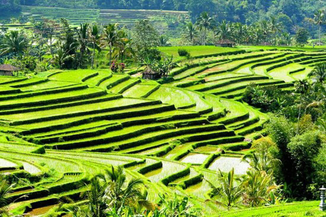 Jatiluwih rice Terrace Bali